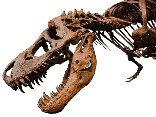 7-dinosaur-skeleton